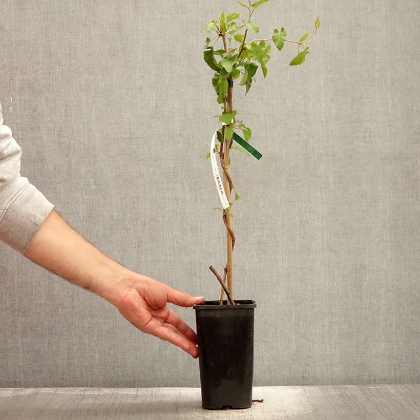 Ejemplar de Fallopia aubertii - Polígono Maceta 1,5L/2L entregado en otoño