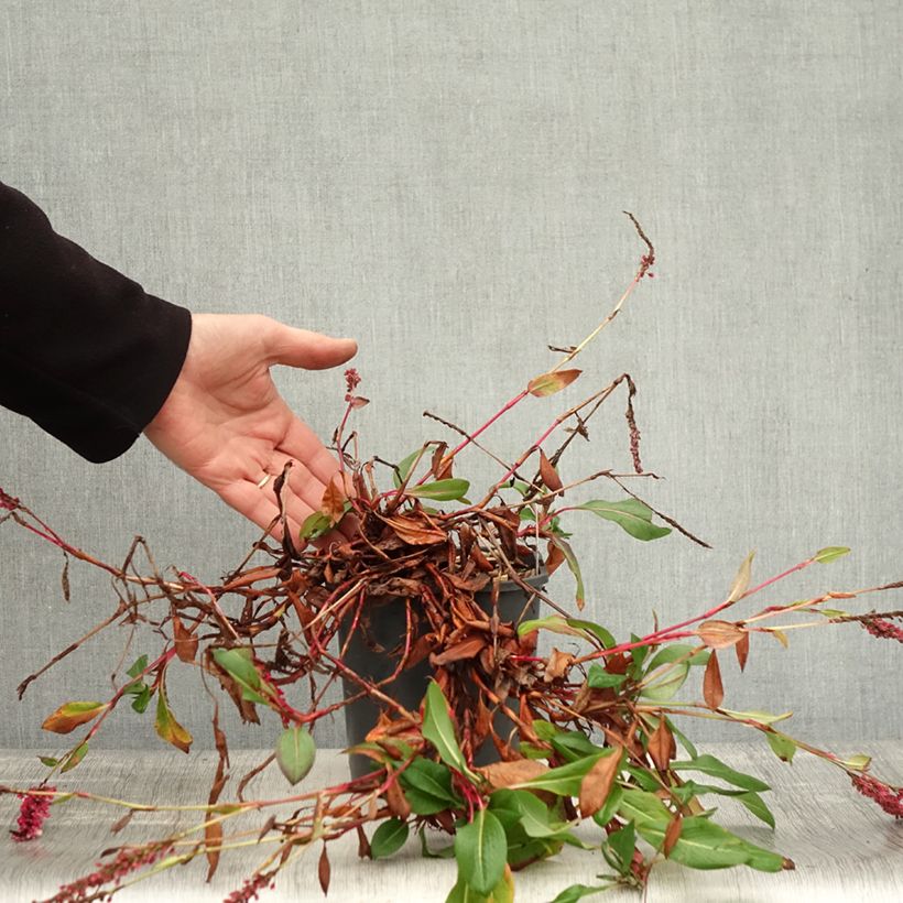 Ejemplar de Persicaria affinis Darjeeling Red Maceta 2L/3L entregado en otoño