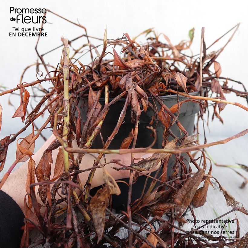 Ejemplar de Persicaria affinis Donald Lowndes Maceta 2L/3L entregado en otoño