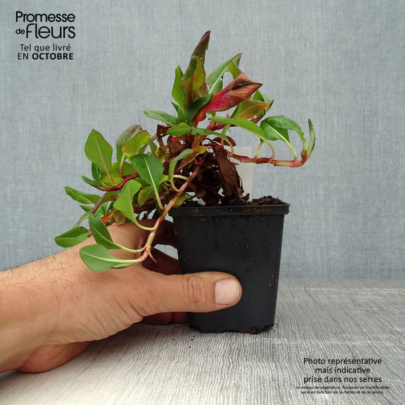 Ejemplar de Persicaria affinis Donald Lowndes Maceta de 8/9 cm entregado en otoño