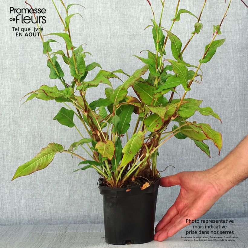 Ejemplar de Persicaria amplexicaulis Blackfield Maceta 2L/3L entregado en verano