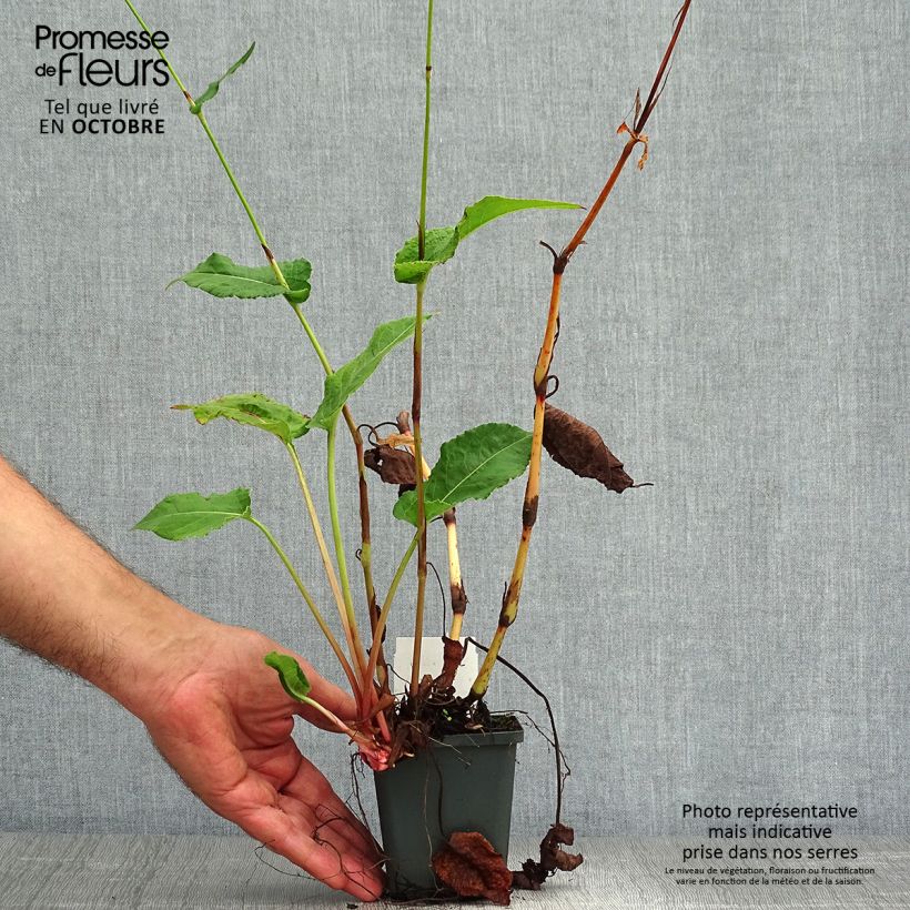 Ejemplar de Persicaria amplexicaulis Fat Domino Maceta de 8/9 cm entregado en otoño
