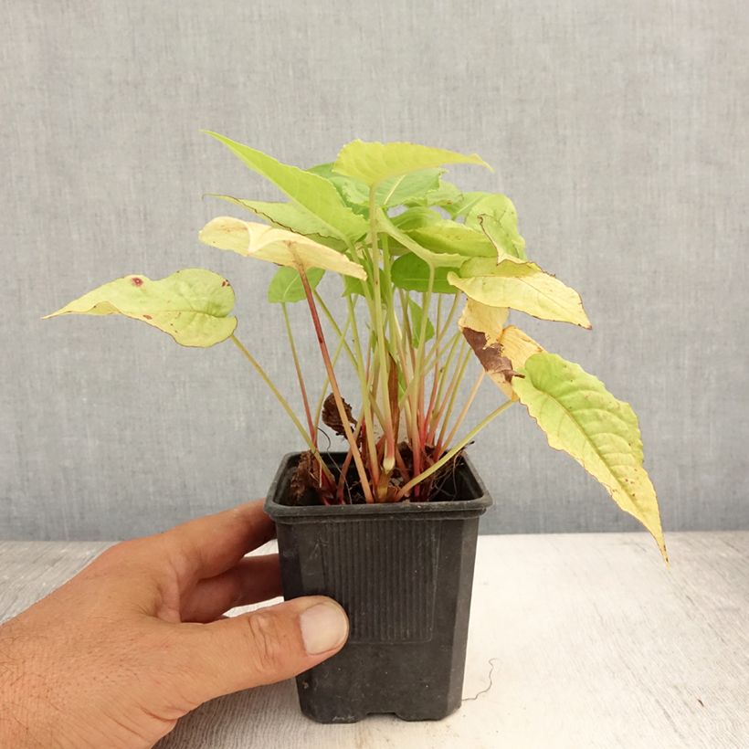 Ejemplar de Persicaria amplexicaulis Golden Arrow Maceta de 8/9 cm entregado en verano
