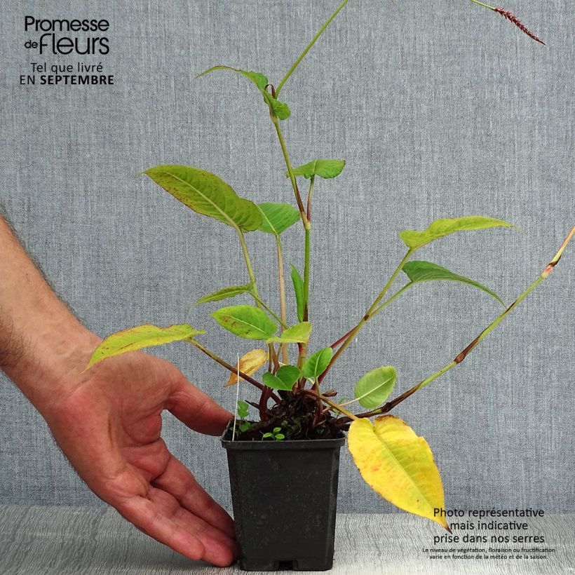Ejemplar de Persicaria amplexicaulis High Society Maceta de 8/9 cm entregado en verano