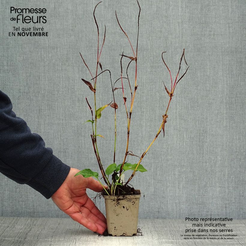 Ejemplar de Persicaria amplexicaulis Pink Elephant Maceta de 8/9 cm entregado en otoño