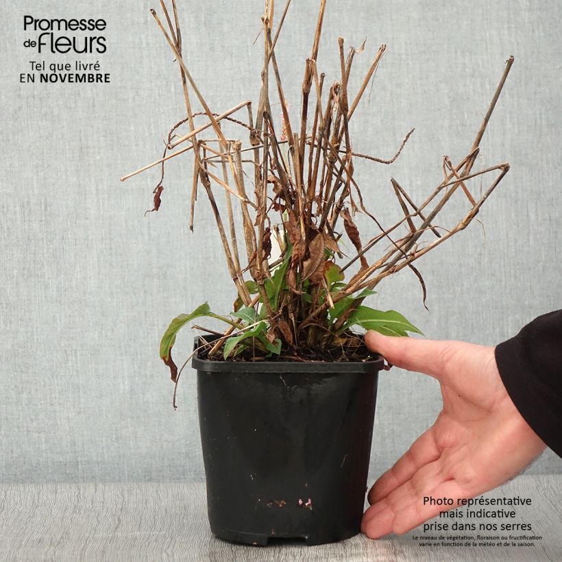 Ejemplar de Persicaria amplexicaulis Pink Elephant Maceta 1,5L/2L entregado en otoño