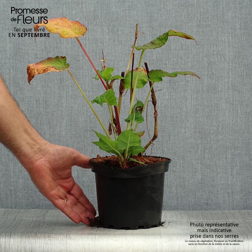 Ejemplar de Persicaria amplexicaulis Rosea Maceta 2L/3L entregado en otoño