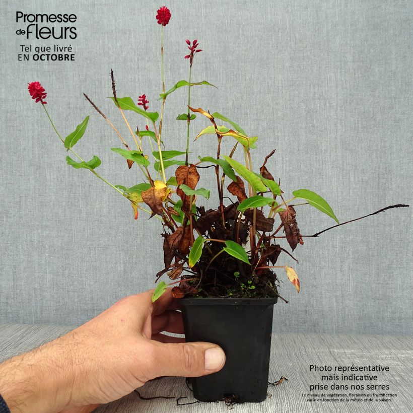 Ejemplar de Persicaria amplexicaulis Taurus Maceta de 8/9 cm entregado en otoño