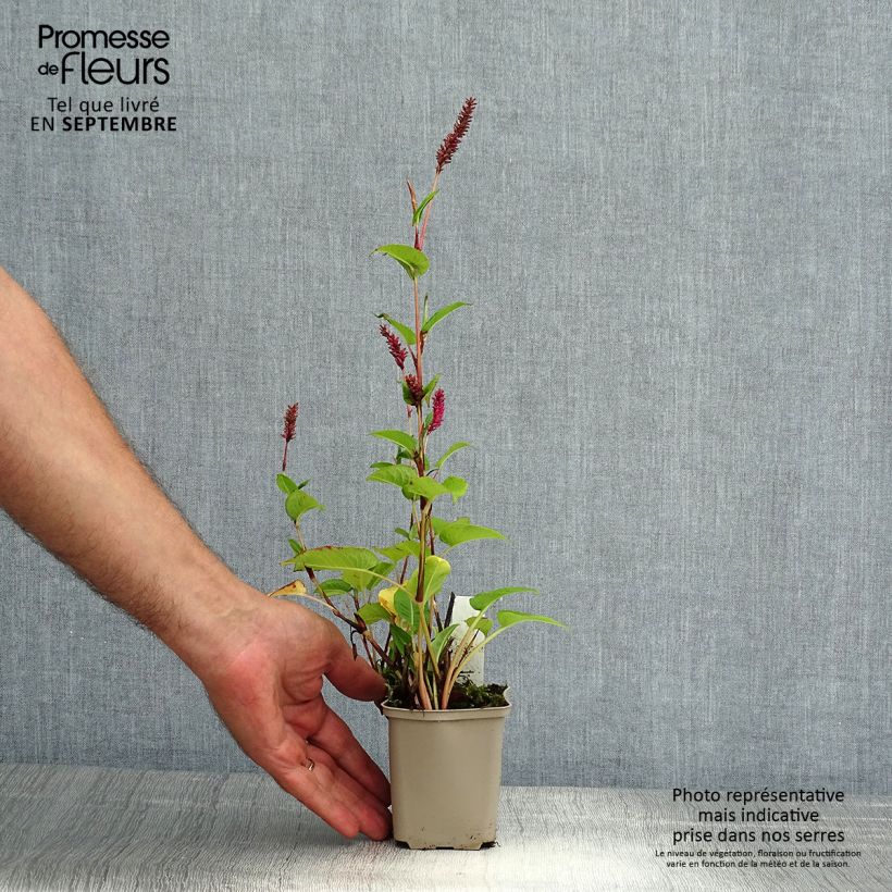Ejemplar de Persicaria amplexicaulis var. pendula Maceta de 8/9 cm entregado en verano