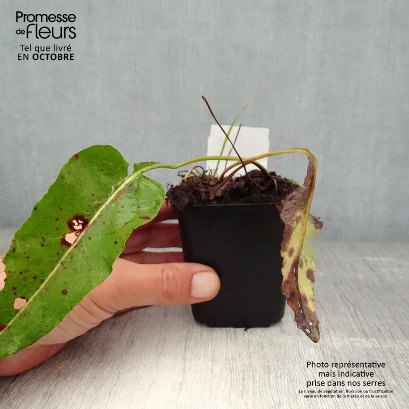 Ejemplar de Persicaria bistorta Superba Maceta de 8/9 cm entregado en otoño