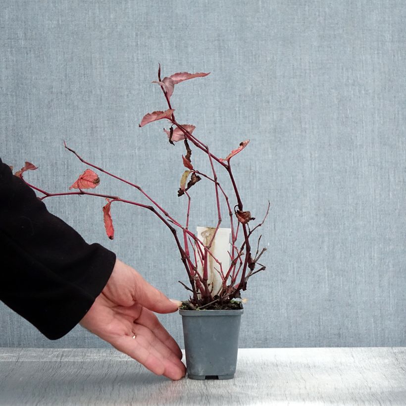 Ejemplar de Persicaria microcephala Red Dragon Maceta de 8/9 cm entregado en otoño
