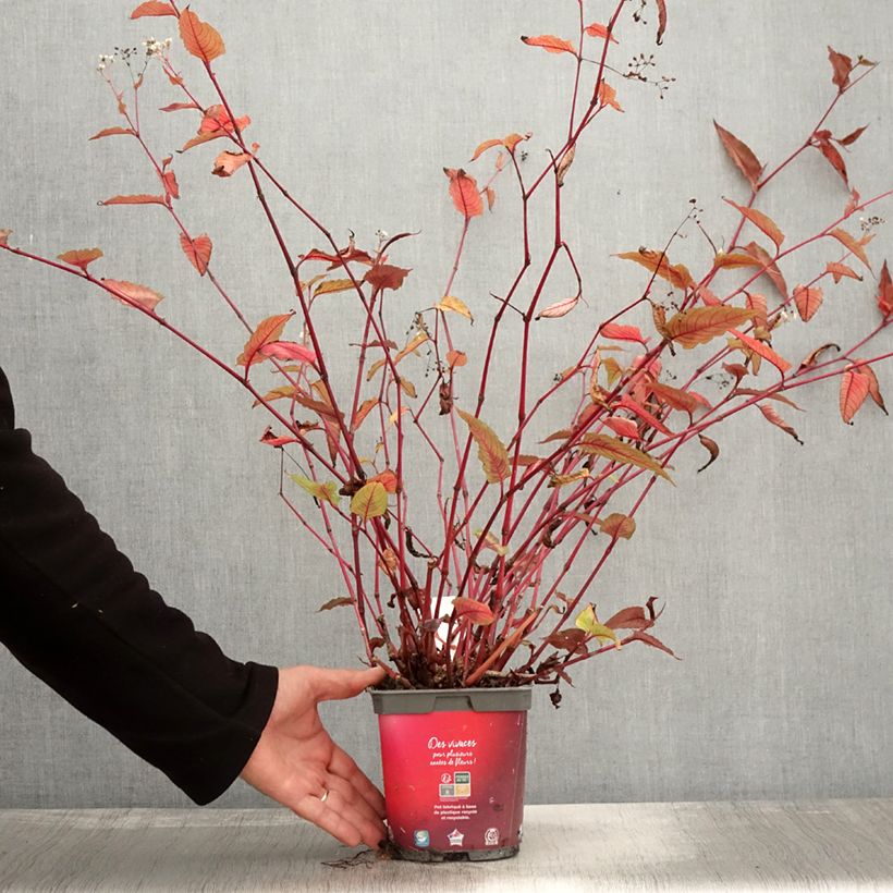 Ejemplar de Persicaria microcephala Red Dragon Maceta 1,5L/2L entregado en otoño