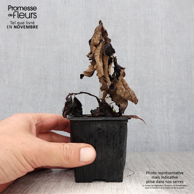 Ejemplar de Persicaria weyrichii Maceta de 8/9 cm entregado en otoño