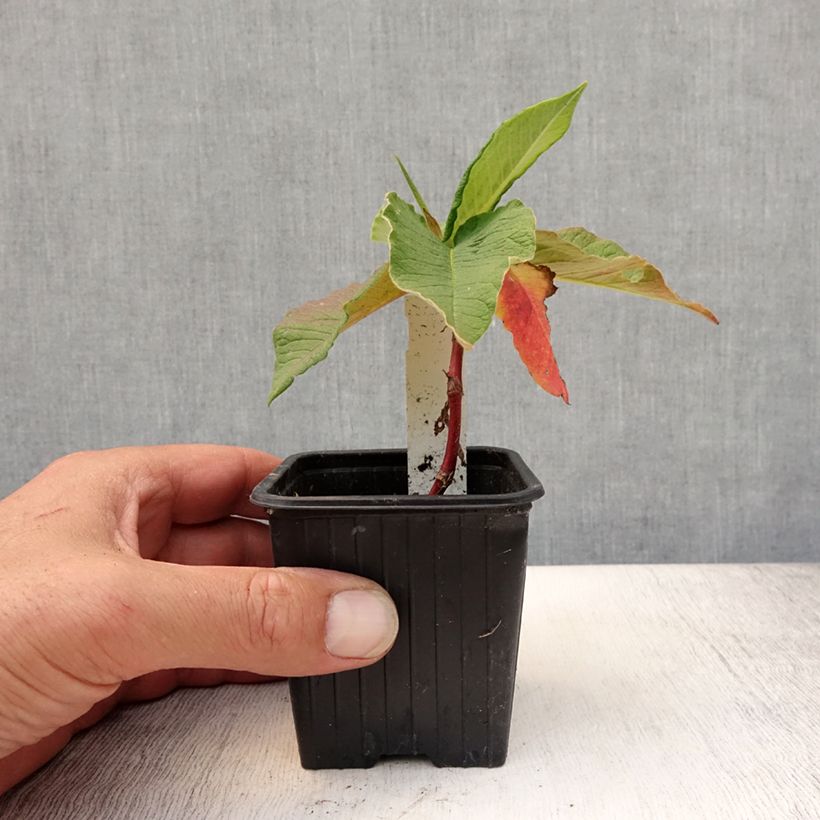 Ejemplar de Persicaria weyrichii Maceta de 8/9 cm entregado en verano