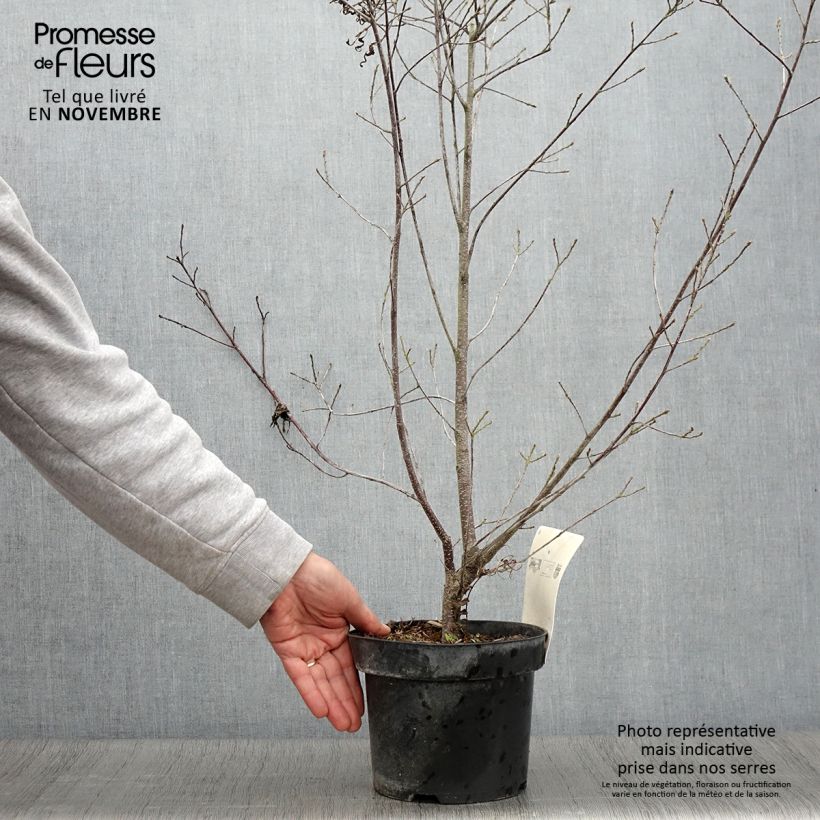 Ejemplar de Rhamnus frangula Asplenifolia - Arraclán Maceta 2L/3L entregado en otoño