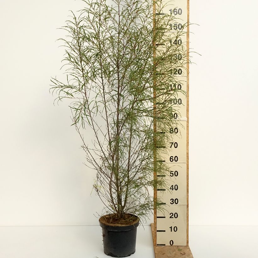 Ejemplar de Rhamnus frangula Asplenifolia - Arraclán Maceta 7,5L/10L entregado en verano