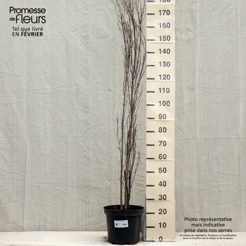 Rhamnus frangula Fine Line Ron Williams - Arraclán Maceta 12L/15L Ejemplar entregado en invierno