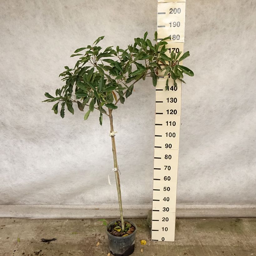 Ejemplar de Rhaphiobotrya Coppertone - néflier hybride Pot de 10L tige entregado en otoño