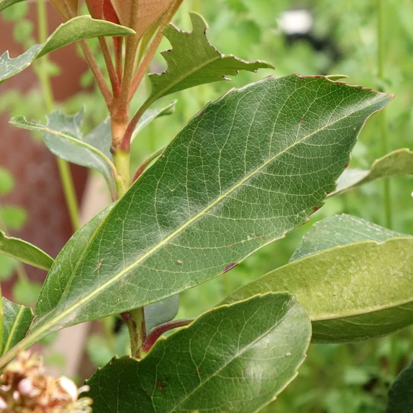 Philodendron Jungle (selloum x goeldii) - Filodendro (Follaje)