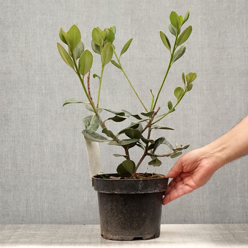 Ejemplar de Rhaphiolepis umbellata Pot de 4L/5L entregado en verano