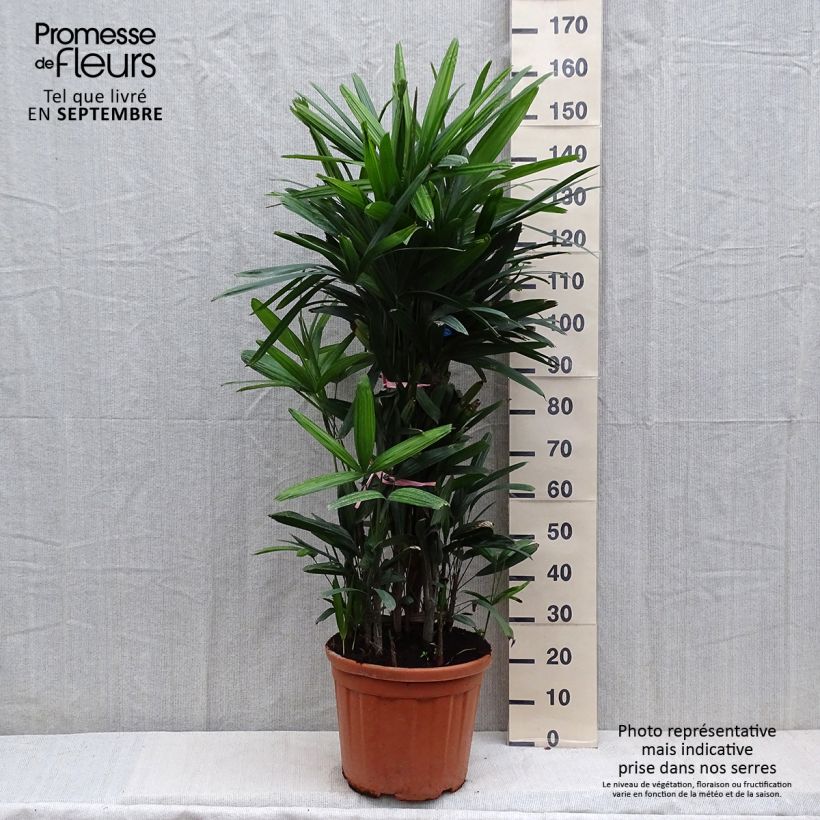 Ejemplar de Rhapis excelsa - Rapis Maceta 7,5L/10L entregado en otoño