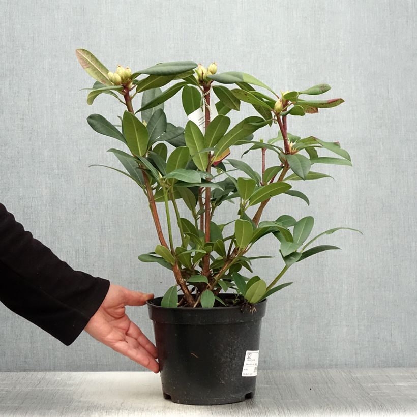 Rhododendron Alfred Pot de 4L/5L Ejemplar entregado en la primavera