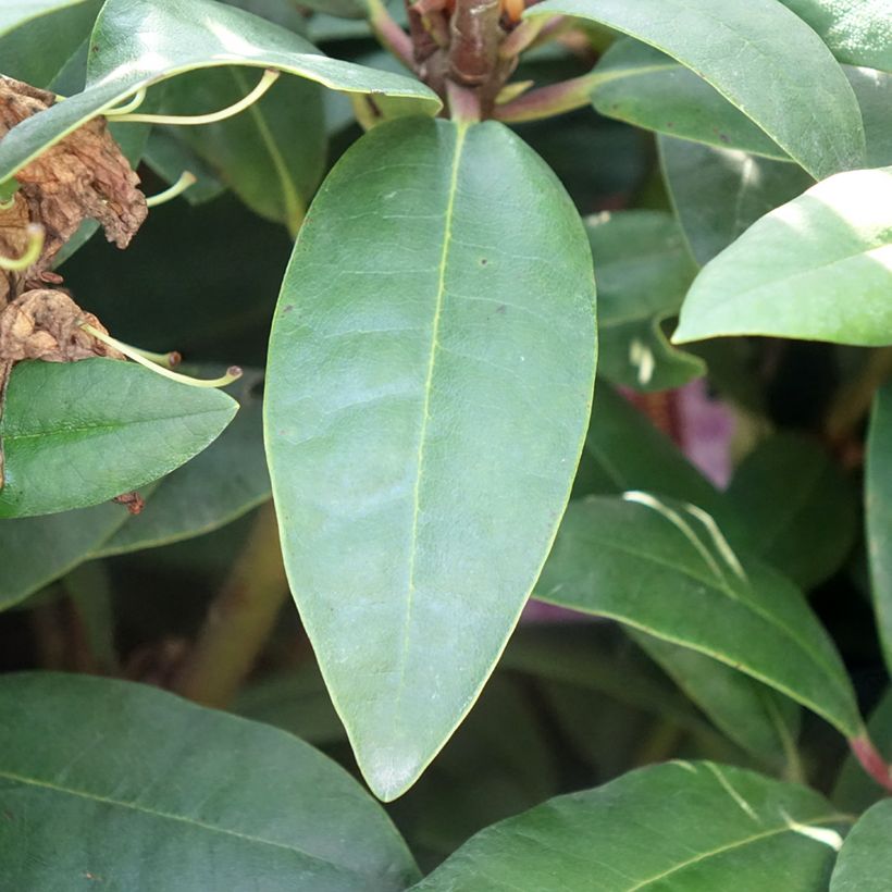 Rhododendron Alfred (Follaje)