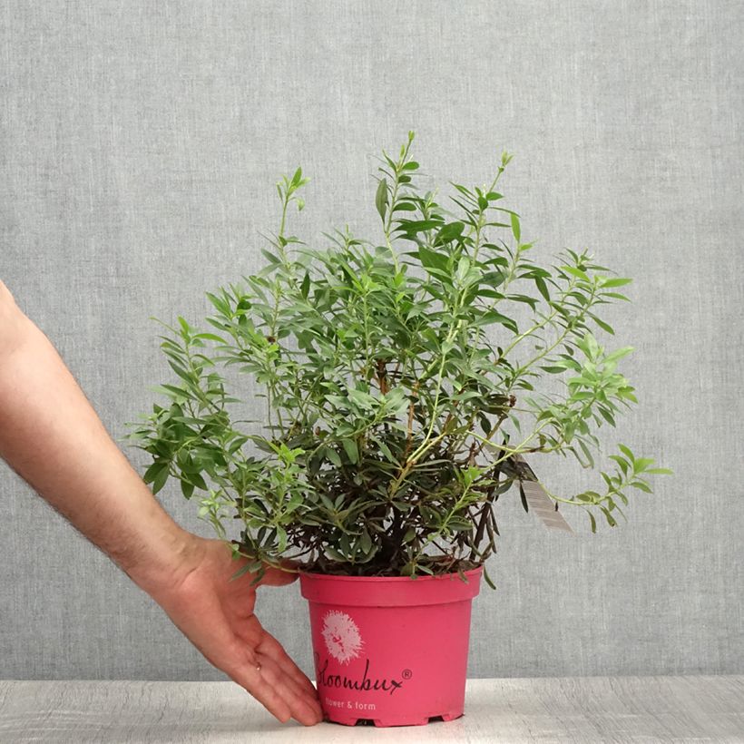 Ejemplar de Rhododendron INKARHO Bloombux Magenta Maceta 2L/3L entregado en verano
