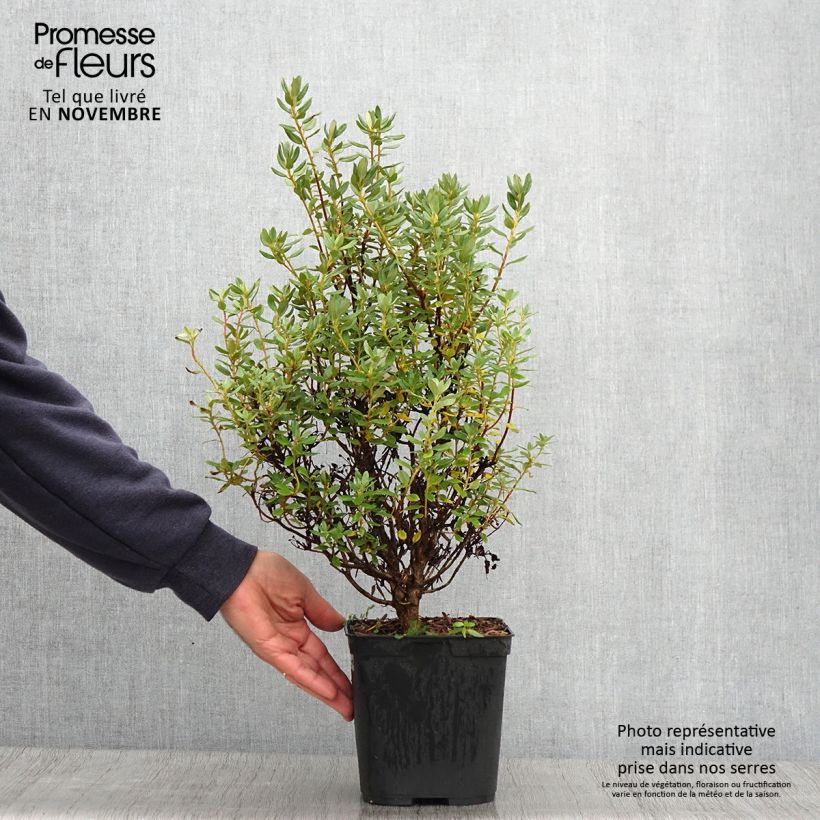 Ejemplar de Rhododendron Blue Silver Maceta 3L/4L entregado en otoño