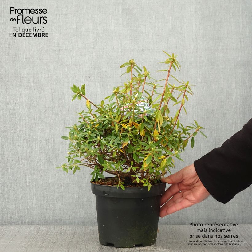 Ejemplar de Rhododendron Blue Tit Maceta 2L/3L entregado en otoño