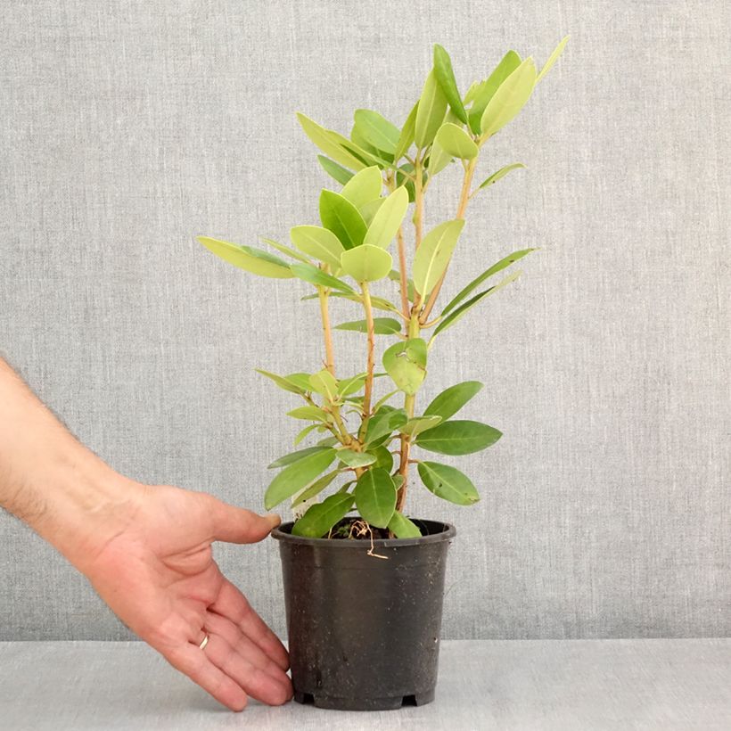 Ejemplar de Rhododendron catawbiense Boursault Maceta de 12 cm / 13 cm entregado en verano