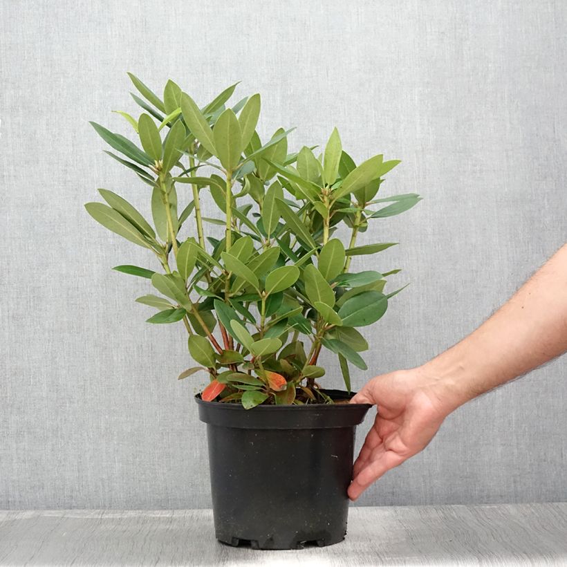 Ejemplar de Rhododendron catawbiense Grandiflorum - Grand rhododendron Pot de 4L/5LHauteur livrée env. 30/40cm entregado en verano