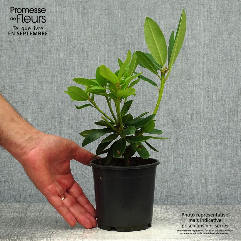 Ejemplar de Rhododendron catawbiense Grandiflorum Maceta de 12 cm / 13 cm entregado en otoño