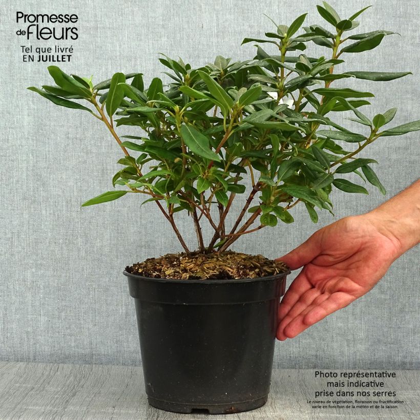 Ejemplar de Rhododendron Dora Amateis - Rhododendron nain Pot de 3L/4L entregado en verano