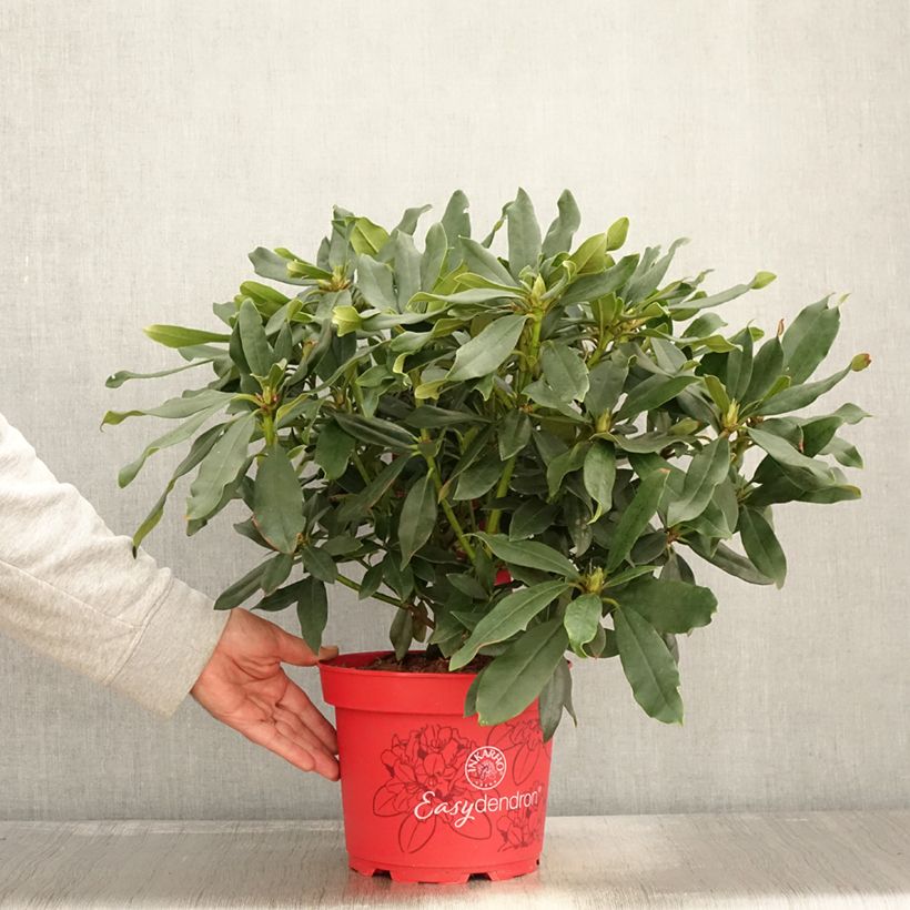 Ejemplar de Rhododendron Easydendron INKARHO Madame Masson Maceta 4L/5L entregado en otoño