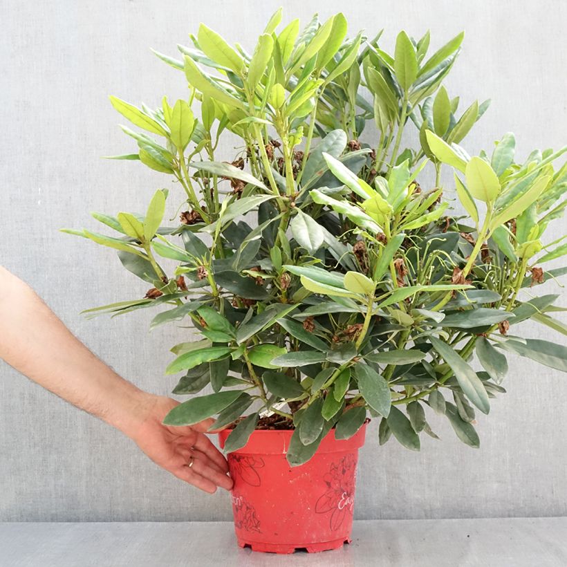 Ejemplar de Rhododendron Easydendron INKARHO Madame Masson Maceta 4L/5L entregado en verano