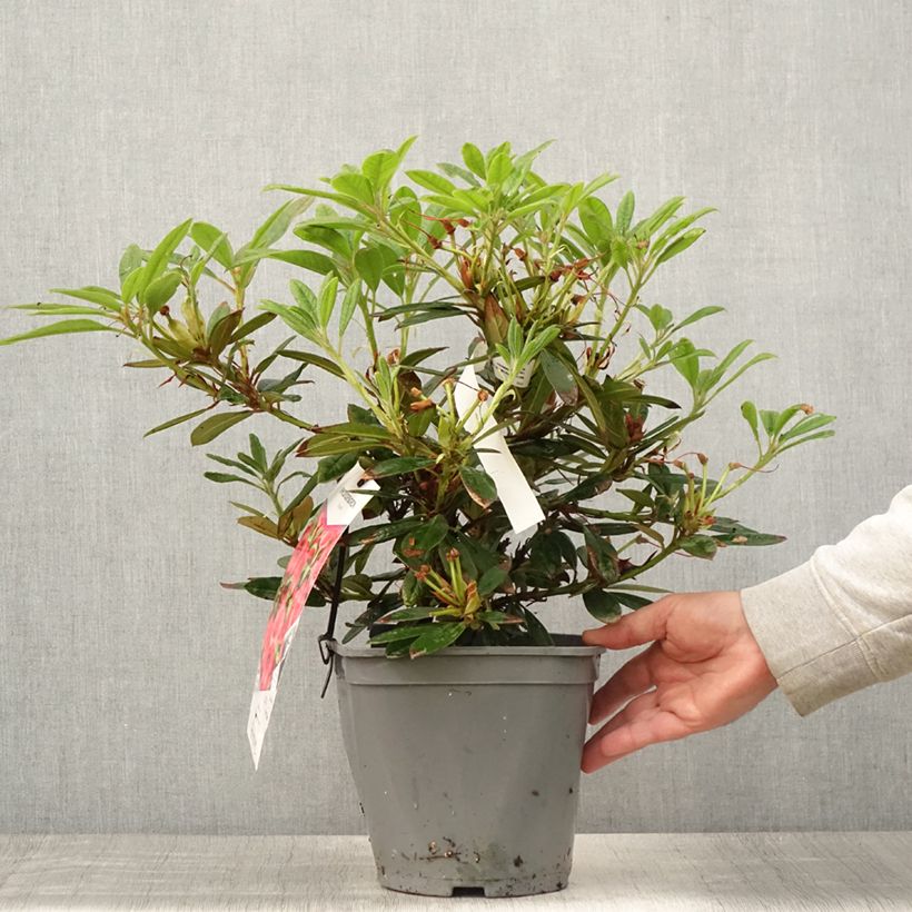 Ejemplar de Rhododendron Elisabeth Maceta 4L/5L entregado en verano