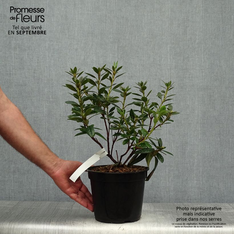 Ejemplar de Rhododendron Fragrantissimum Maceta 3L/4L entregado en otoño