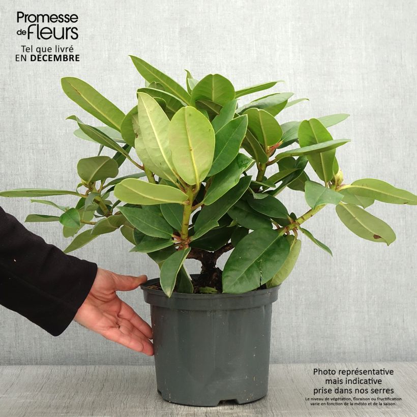 Ejemplar de Rhododendron Germania Maceta 4L/5L entregado en otoño