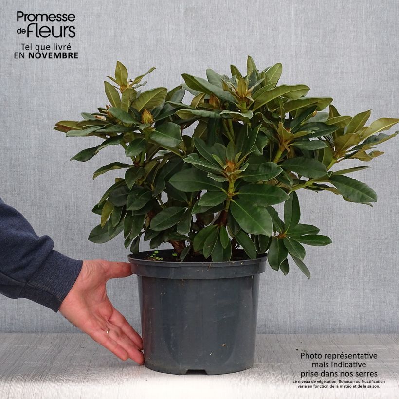 Ejemplar de Rhododendron yakushimanum Golden Torch Maceta 3L/4L entregado en otoño