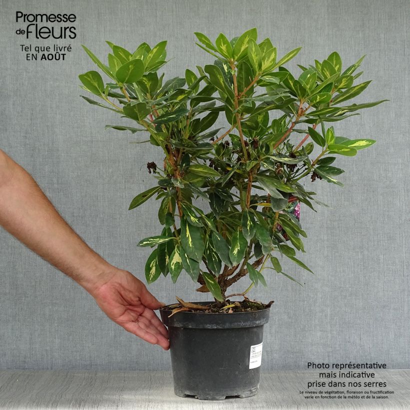 Ejemplar de Rhododendron Goldflimmer Maceta 3L/4L entregado en verano