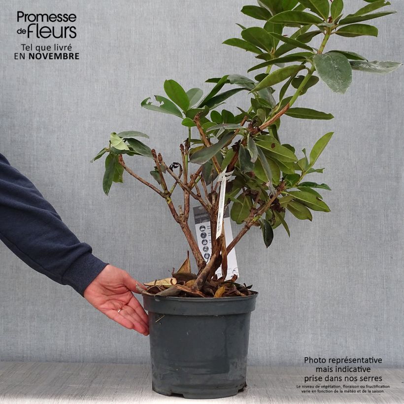 Ejemplar de Rhododendron Gomer Waterer Maceta 7,5L/10L entregado en otoño