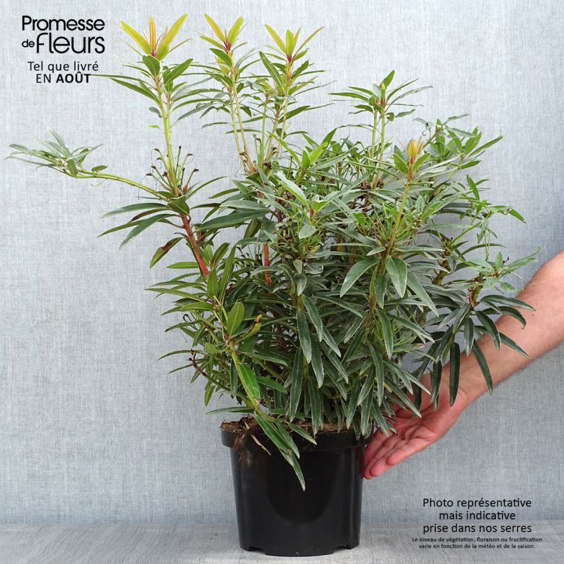 Ejemplar de Rhododendron Rhododendron Graziella Maceta 3L/4L entregado en verano