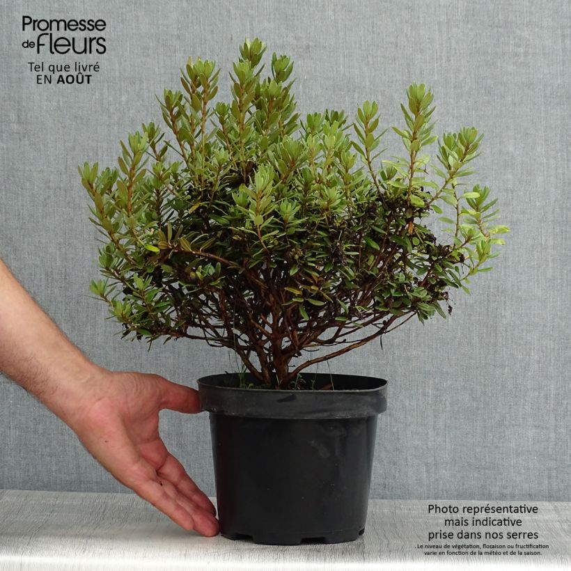 Ejemplar de Rhododendron Gristede Maceta 2L/3L entregado en verano