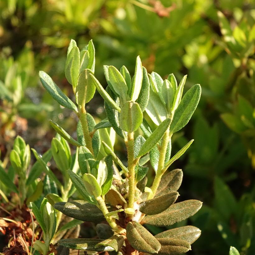 Rhododendron Gristede (Follaje)