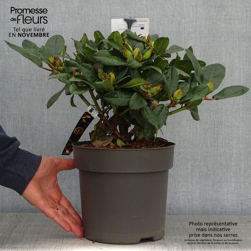 Ejemplar de Rhododendron haematodes Lisetta Maceta 6L/7L entregado en otoño