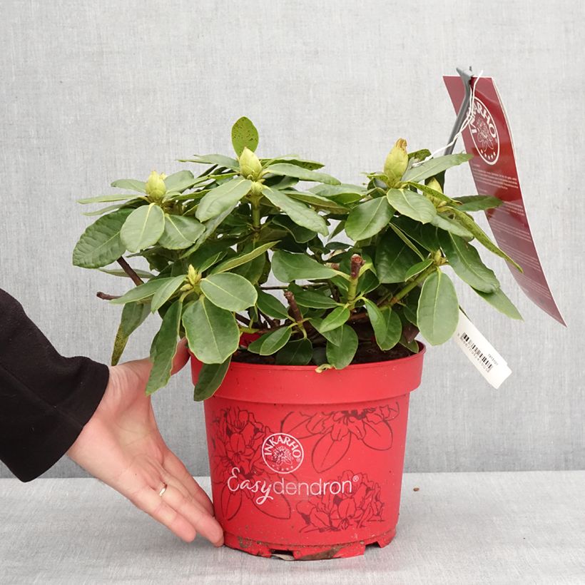 Rhododendron hybride Easydendron INKARHO Belkanto Pot de 4L/5L Ejemplar entregado en invierno