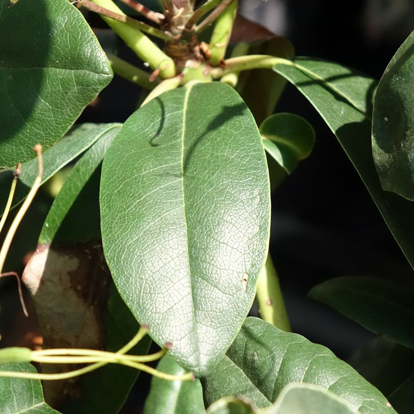Rhododendron Easydendron INKARHO Grandiflorum (Follaje)