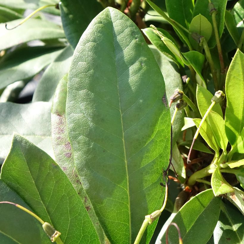 Rhododendron Easydendron INKARHO Orakel (Follaje)
