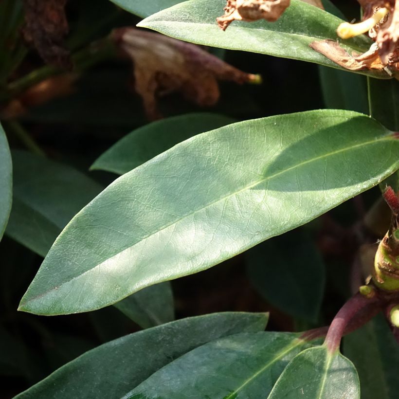Rhododendron Easydendron INKARHO Pfauenauge (Follaje)